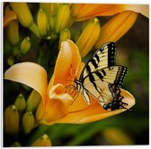 Forex - Geel met Zwarte Vlinder in Gele Bloem - 50x50cm Foto op Forex