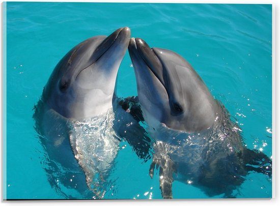 Acrylglas - Twee Dolfijnen die Elkaar Kussen - 40x30cm Foto op Acrylglas (Met Ophangsysteem)