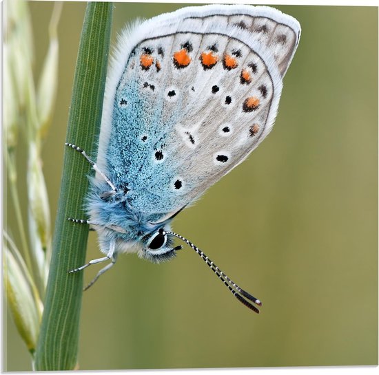 Foto: Acrylglas blauwkleurige vlinder op groene plant 50x50cm foto op acrylglas met ophangsysteem 