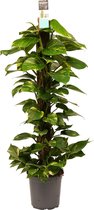 Hellogreen Kamerplant - Scindapsus Mosstok - 120 cm