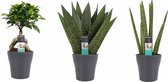 Hellogreen Kamerplant - Set van 3 - Luchtzuiverende Kamerplanten Mix - 30 cm - Anna Keramiek grijs