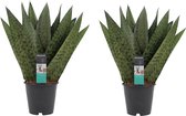 Hellogreen Kamerplant - Set van 2 - Sanseveria Zeylanica - 35 cm