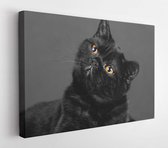 Studio portrait of dreaming black cat in darkness  - Modern Art Canvas - Horizontal - 500850739 - 115*75 Horizontal