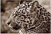 Schilderij - Jaguar