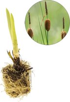 VDVELDE Dwerglisdodde Typha Minima - Voor ca. 2,5 m² - 30 losse filterplanten - Voor vijver plantenfilters - Winterharde Vijverplanten - Van der Velde Waterplanten