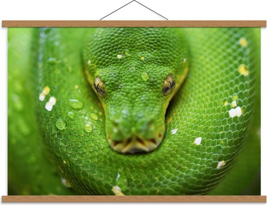 Schoolplaat – Groene Slang - 90x60cm Foto op Textielposter (Wanddecoratie op Schoolplaat)