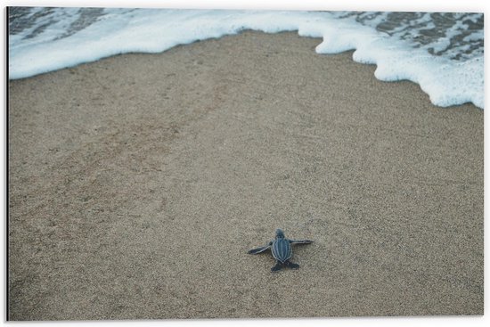 Dibond - Baby Schildpad op het Strand - 60x40cm Foto op Aluminium (Met Ophangsysteem)