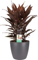 Kamerplant van Botanicly – Cordyline Fruticosa Tango incl. sierpot antraciet als set – Hoogte: 60 cm