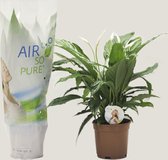 Kamerplant van Botanicly – Lepelplant  – Hoogte: 66 cm – Spathiphyllum Chico
