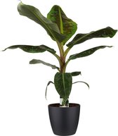 Kamerplant van Botanicly – Bananen plant incl. sierpot zwart als set – Hoogte: 80 cm – Musa