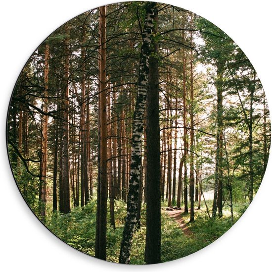 Dibond Wandcirkel - Bos met Planten - 50x50cm Foto op Aluminium Wandcirkel (met ophangsysteem)