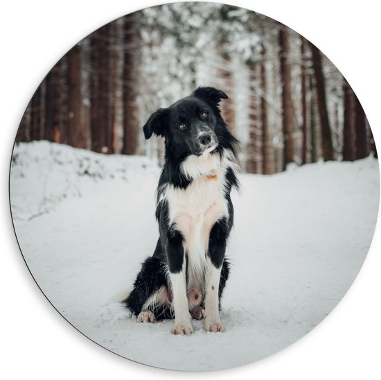 Dibond Wandcirkel - Schattige Hond in de Sneeuw - 80x80cm Foto op Aluminium Wandcirkel (met ophangsysteem)