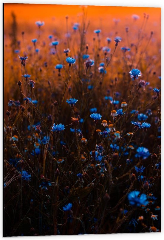 Dibond - Blauwe Bloemenveld - 60x90cm Foto op Aluminium (Wanddecoratie van metaal)