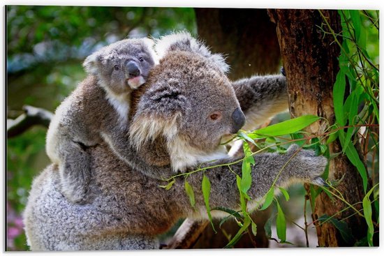 Dibond - Moeder met Baby Koala - 60x40cm Foto op Aluminium (Met Ophangsysteem)