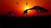 Poster zonsondergang savanne | Dieren poster | Poster Afrika| Poster landschap| Poster dieren