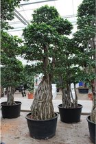 Ficus microcarpa 'Ginseng' - Bonsai 365-375cm - Bonsai