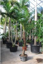 Syagrus Schizophylla -  Arikury palm 330-355cm