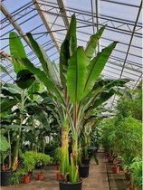 Ensete ventricosum 'Maurellii' - Rode bananenplant - Banaan 640-660cm