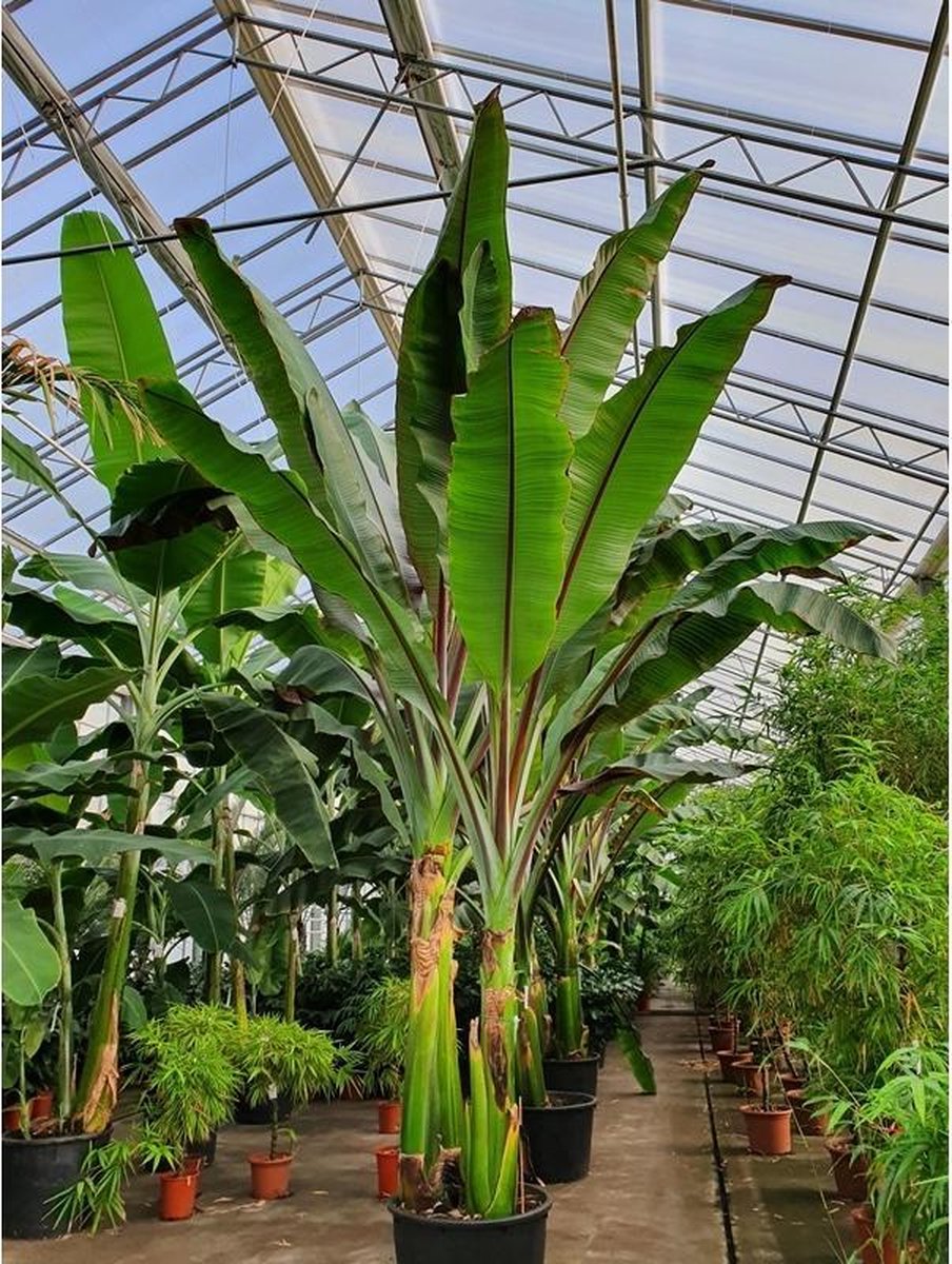 waarschijnlijk kan zijn Tegenover Ensete ventricosum 'Maurellii' - Rode bananenplant - Banaan 640-660cm |  bol.com