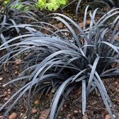 100 x Ophiopogon planiscapus Niger - Slangenbaard in 9x9cm pot met hoogte 5-10cm