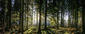 Schilderij - Panorama bos, groen/zwart, 2 maten , print op canvas, premium print