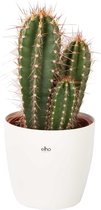 Cactus van Botanicly – Caripari Cactus incl. sierpot wit als set – Hoogte: 50 cm – Neocardinasia Herzogiana