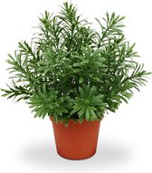 Maxifleur - Plante succulente Maxifleur Crossostephium 28 cm en pot plastique