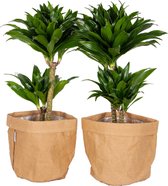 Kamerplanten van Botanicly – 2 × Drakenboom met een bruine paper-look pot als set – Hoogte: 60 cm – Dracaena fragr. compacta