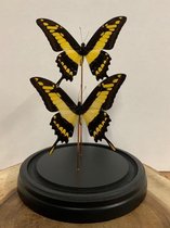 Stolp met Papilio Thoas Cinyras (2)