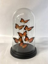 Stolp met echte vlinders