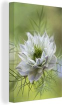 Une fleur de nigelle sur fond vert 60x90 cm - Tirage photo sur toile (Décoration murale salon / chambre) / Peintures Fleurs sur toile