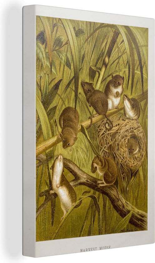 Canvas Schilderij Illustratie dwergmuizen in de natuur - 60x90 cm - Wanddecoratie