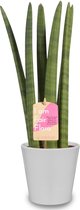 Kamerplant van Botanicly – Vrouwentongen incl. sierpot wit als set – Hoogte: 35 cm – Sansevieria Cylindrica