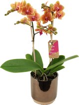 Orchidee van Botanicly – Vlinder orchidee in gouden keramiek pot 'Julia' als set – Hoogte: 50 cm, 2 takken – Phalaenopsis Multiflora Grazia