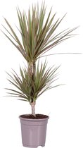 Kamerplant van Botanicly – Drakenboom – Hoogte: 70 cm – Dracaena Marginata Bicolor