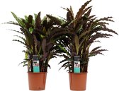 Kamerplanten van Botanicly – 2 × Marantaceae – Hoogte: 50 cm – Calathea Elgergrass