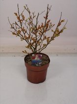 Hagen en struiken van Botanicly – Lagerstroemia indica – Hoogte: 45 cm