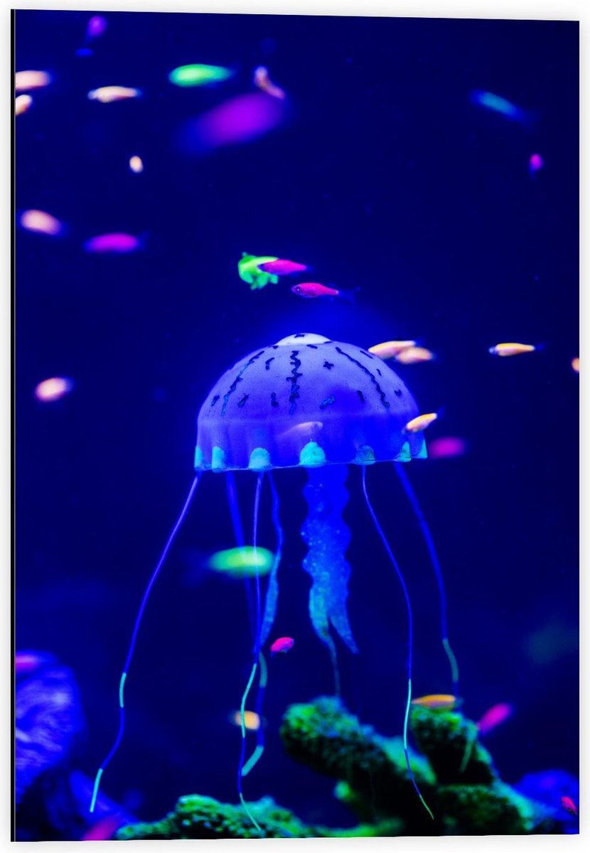 Dibond - Blauwe Kwal in Aquarium - 40x60cm Foto op Aluminium (Met Ophangsysteem)
