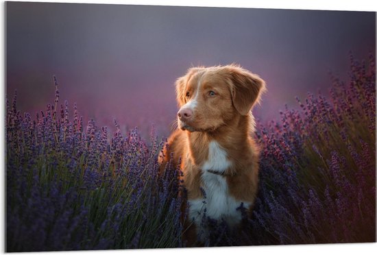 Acrylglas - Bruine Toller Hond in Lavendel Bloemenveld - 120x80cm Foto op Acrylglas (Met Ophangsysteem)