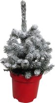 Hellogreen Kleine Mini Kerstboom - Picea met sneeuw - 20 cm