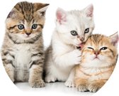 Muursticker Kittens