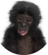 Muursticker Chimpansee baby