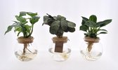 Varens van Botanicly – 3 × Areca Dypsis, Chlorophytum Atlantic, Spathiphyllum Yes incl. designe glas als set – Hoogte: 40 cm