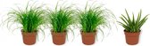 Set van 4 Kamerplanten - 3x Cyperus Zumula & 1x Aloë Vera  - ± 25cm hoog - 12cm diameter