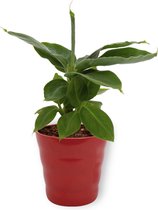 Kamerplant Musa Tropicana – Bananenplant - ± 25cm hoog – 12 cm diameter - in rode pot
