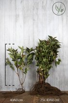 25 stuks | Weigela 'Bristol Ruby' Blote wortel 40-60 cm - Bladverliezend - Bloeiende plant - Grootbladig - Informele haag