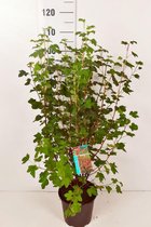 10 stuks | Ribes 'King Edward VII' Pot 60-80 cm - Bladverliezend - Bloeiende plant - Geschikt als lage haag - Informele haag