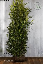 5 stuks | Laurier 'Herbergii' Kluit 175-200 cm Extra kwaliteit - Compacte groei - Makkelijk te snoeien - Wintergroen - Zeer winterhard - Bloeiende plant