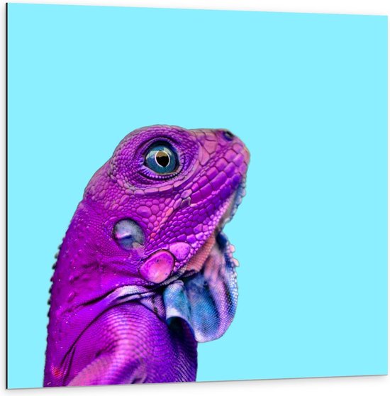 Dibond - Paars Reptiel op Blauwe Achtergrond - 100x100cm Foto op Aluminium (Met Ophangsysteem)