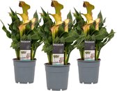 LEAF HOME - Zantedeschia Oranje - 3 Stuks - Groene Kamerplant - Geeft Sfeer En Zuurstof - ↨ 40cm - ⌀ 12cm